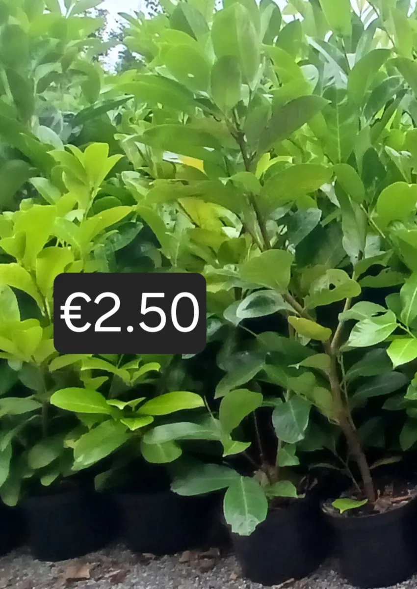Laurel Hedging 3ft