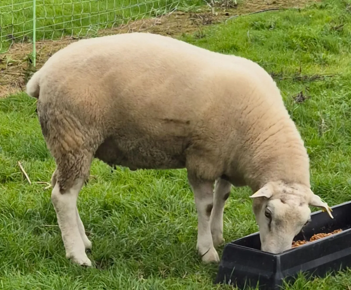 SIS Pedigree Belclare Hogget Ram - Image 1
