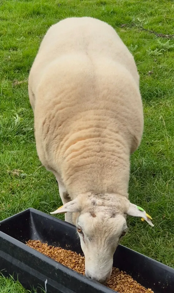 SIS Pedigree Belclare Hogget Ram - Image 2