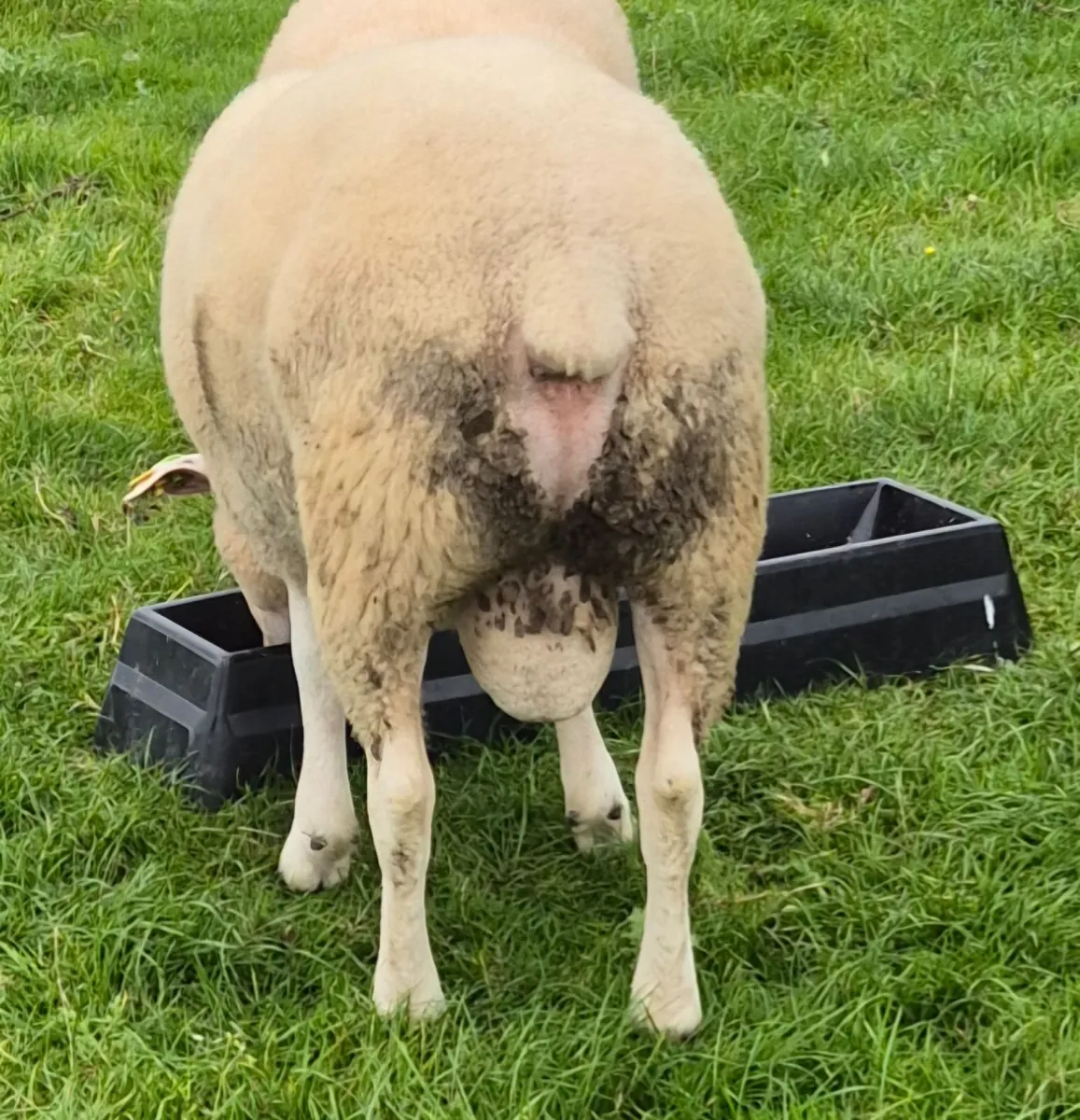 SIS Pedigree Belclare Hogget Ram - Image 3