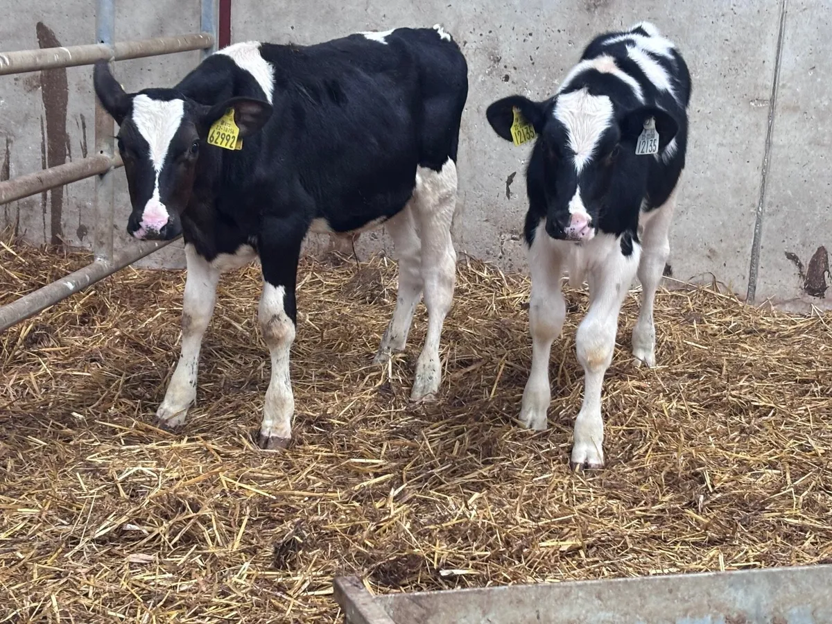 2 Freisan runners for sale @€360 - Image 3