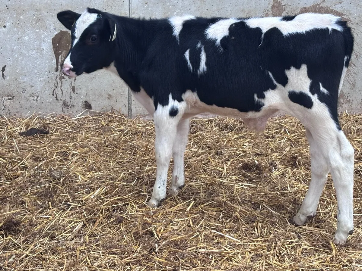2 Freisan runners for sale @€360 - Image 4