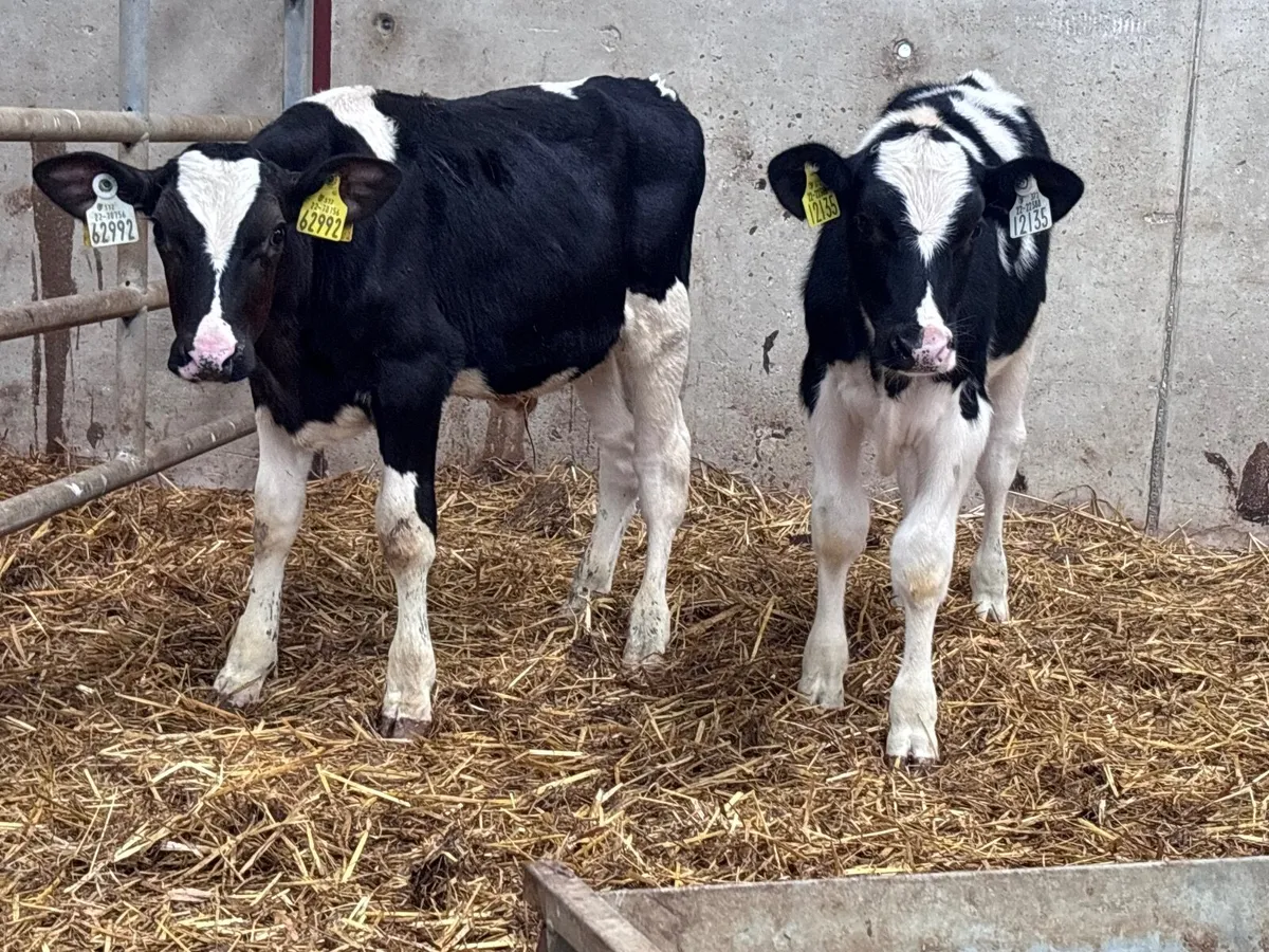 2 Freisan runners for sale @€360 - Image 2