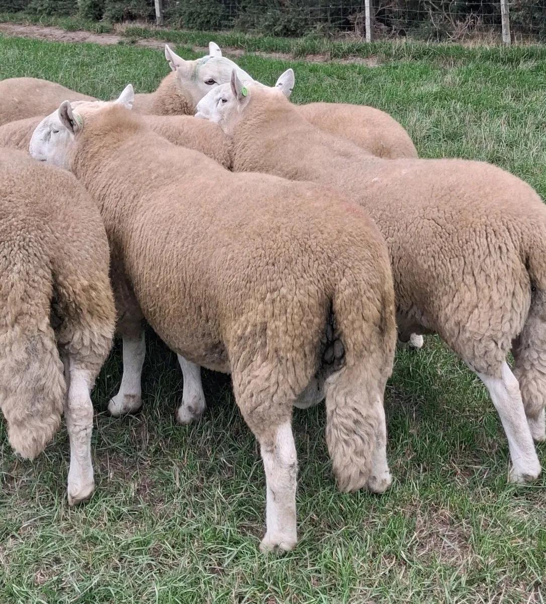 Cheviot  hogget  rams SIS approved - Image 1