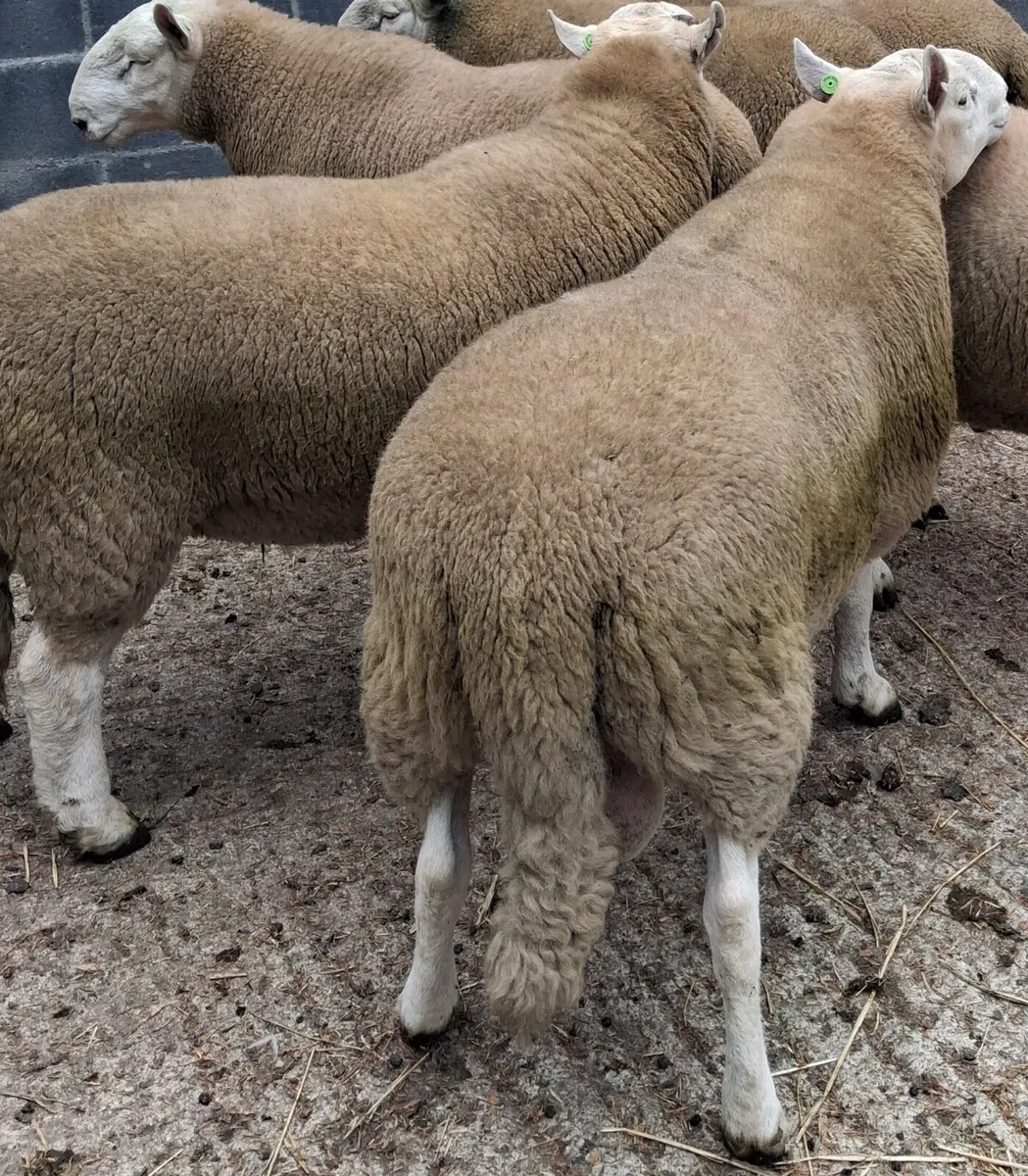 Cheviot  hogget  rams SIS approved - Image 2