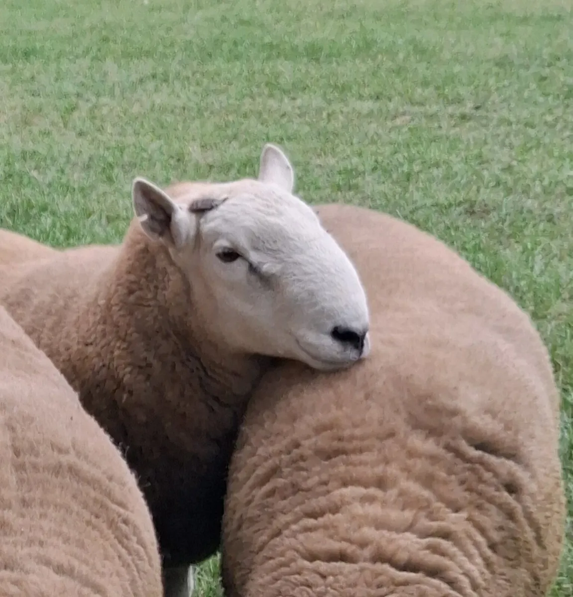Cheviot  hogget  rams SIS approved - Image 3