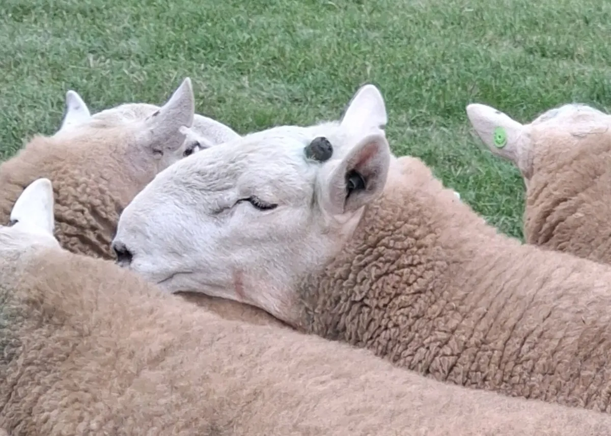 Cheviot  hogget  rams SIS approved - Image 4