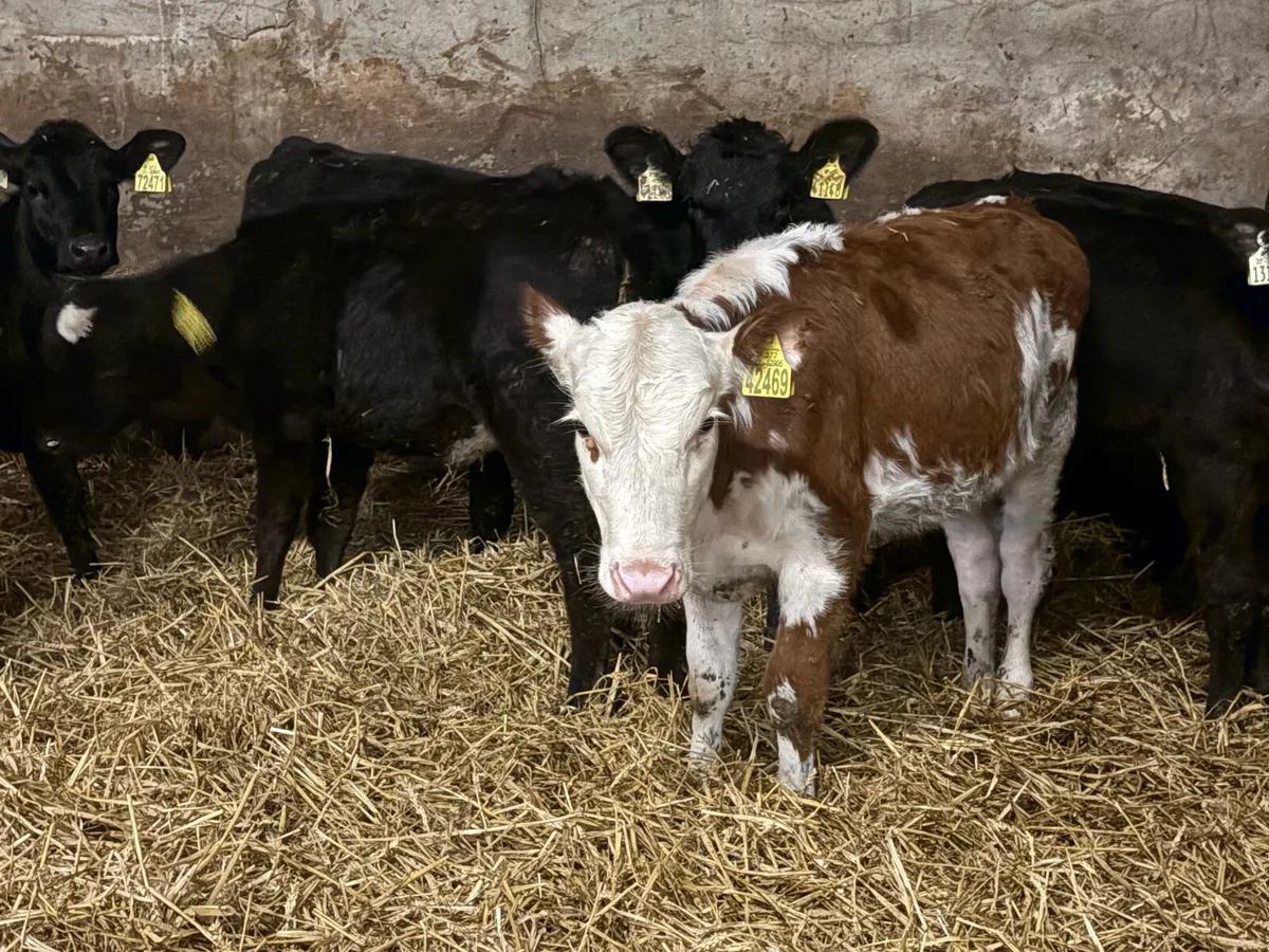 Dozen heifer Weanlings - Image 2