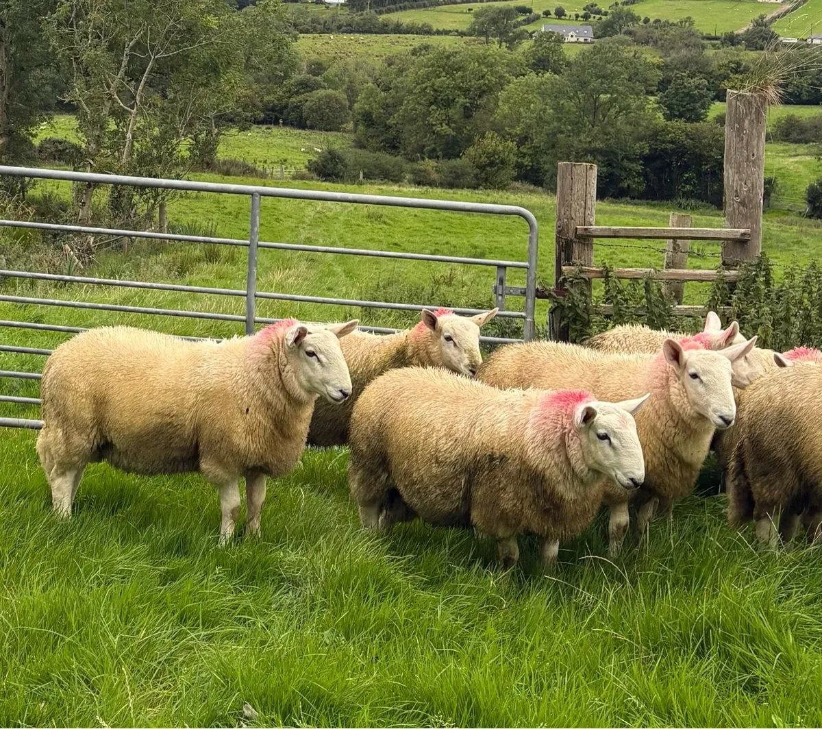 Pure bred cheviot ram lambs - Image 1
