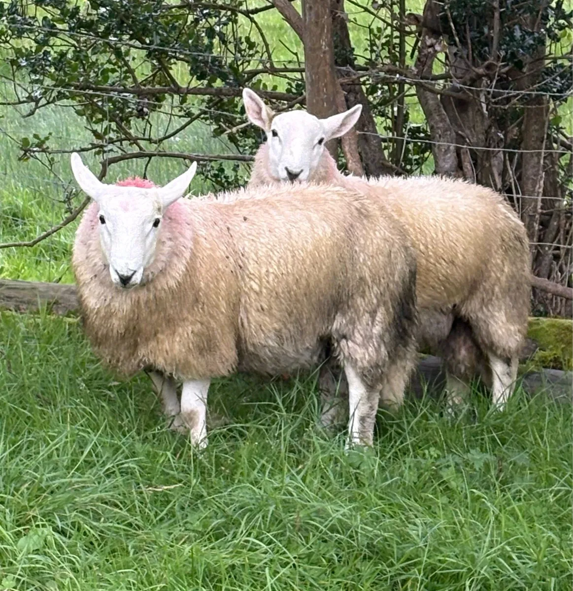 Pure bred cheviot ram lambs - Image 2