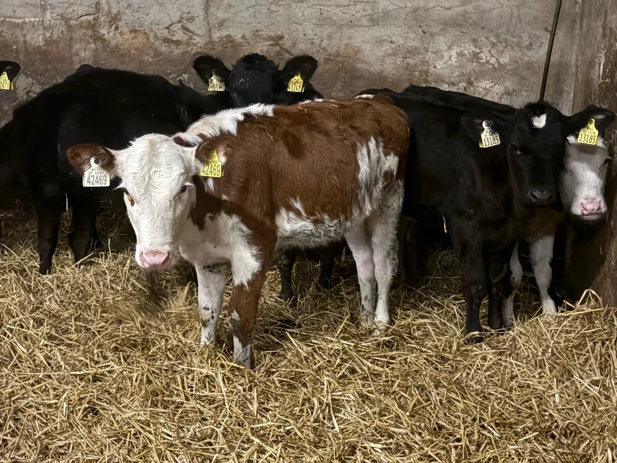 Dozen heifer Weanlings - Image 3