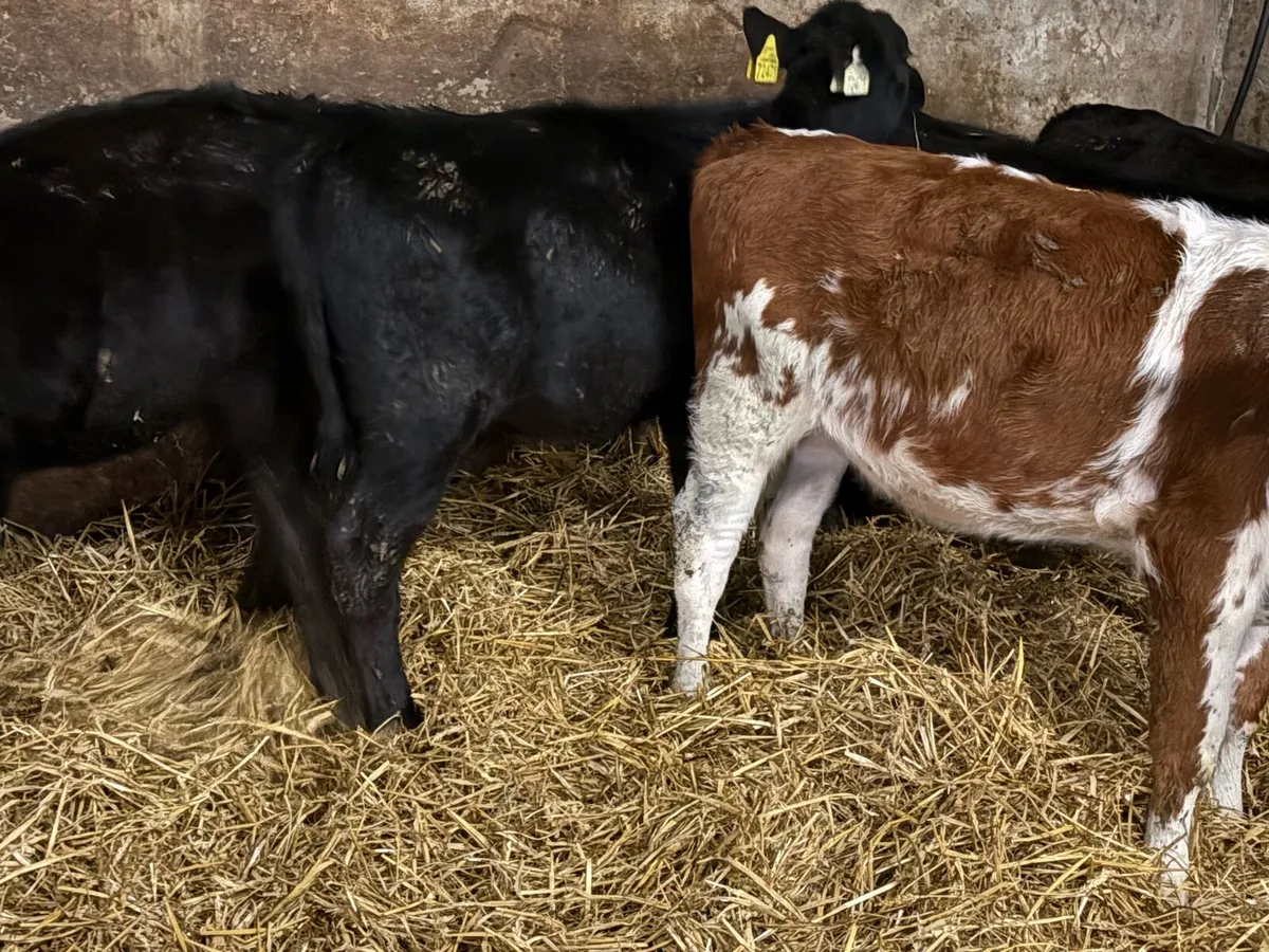 Dozen heifer Weanlings - Image 4