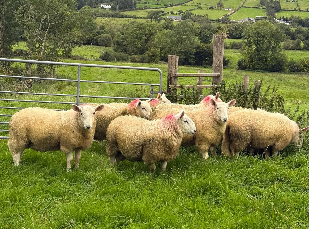 Pure bred cheviot ram lambs - Image 3
