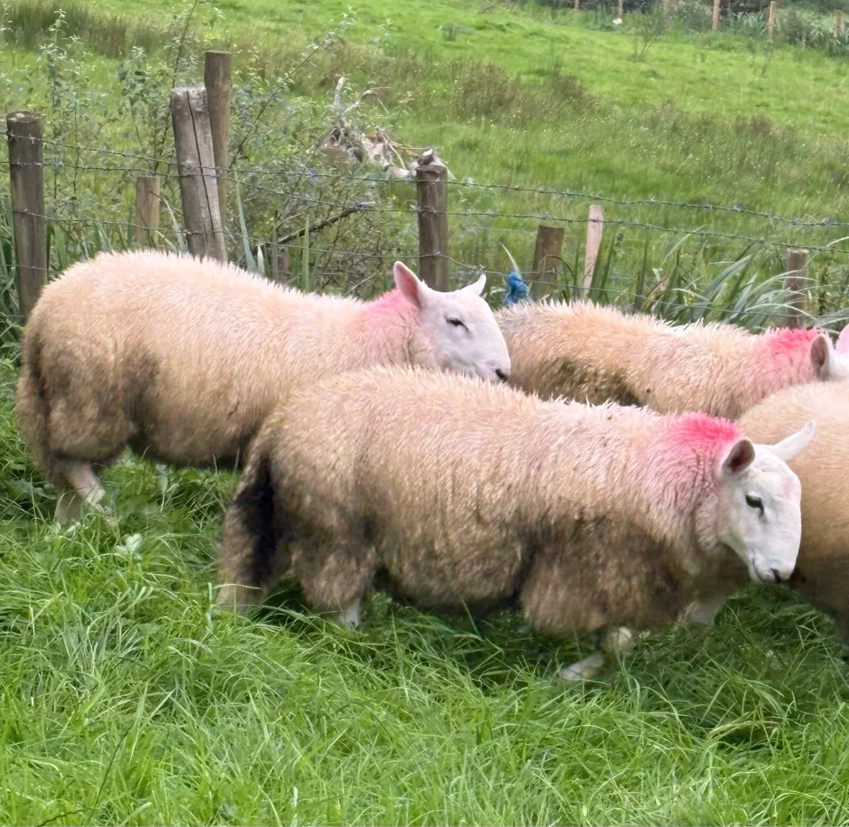 Pure bred cheviot ram lambs - Image 4