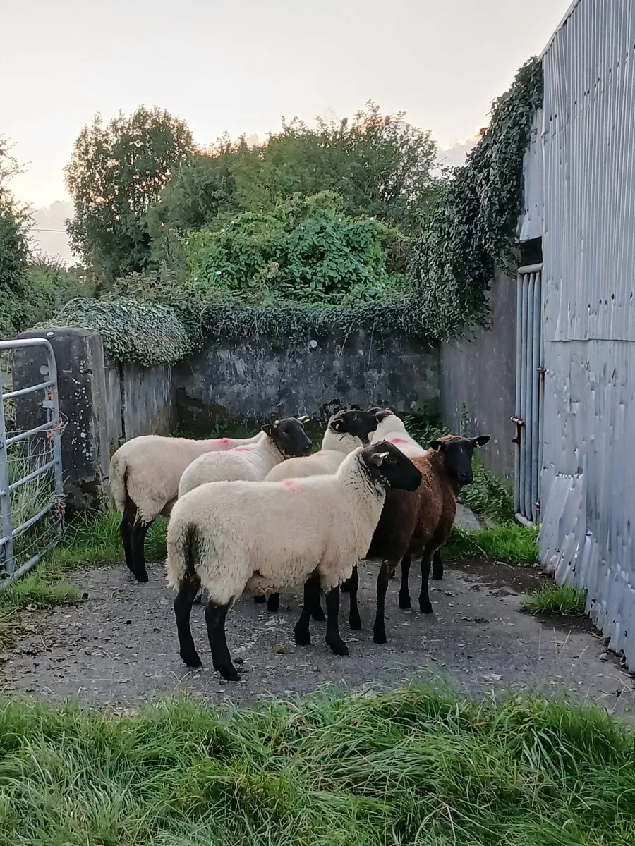 ⭐️6 Suffock X Hoggets - Image 3