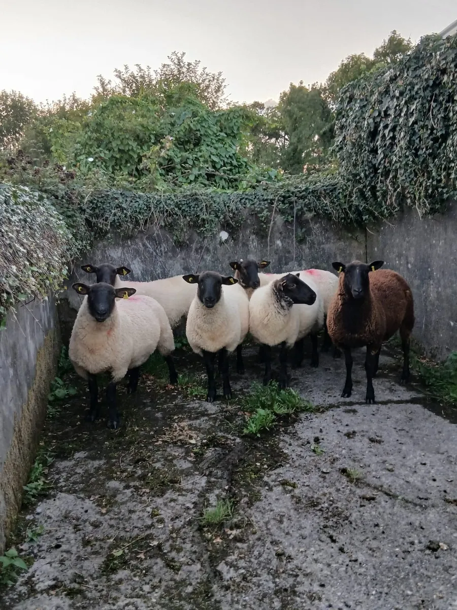 ⭐️6 Suffock X Hoggets - Image 1