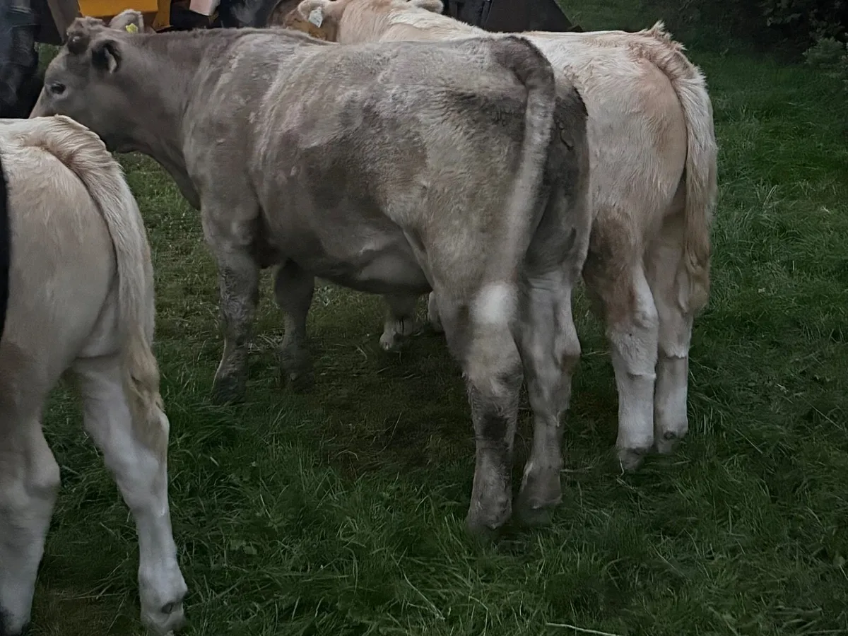 Organic Charolais weanlings Bullocks and Heifers - Image 3