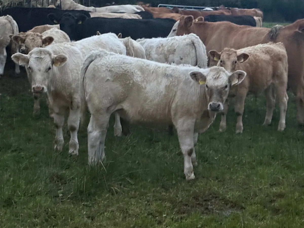 Organic Charolais weanlings Bullocks and Heifers - Image 4