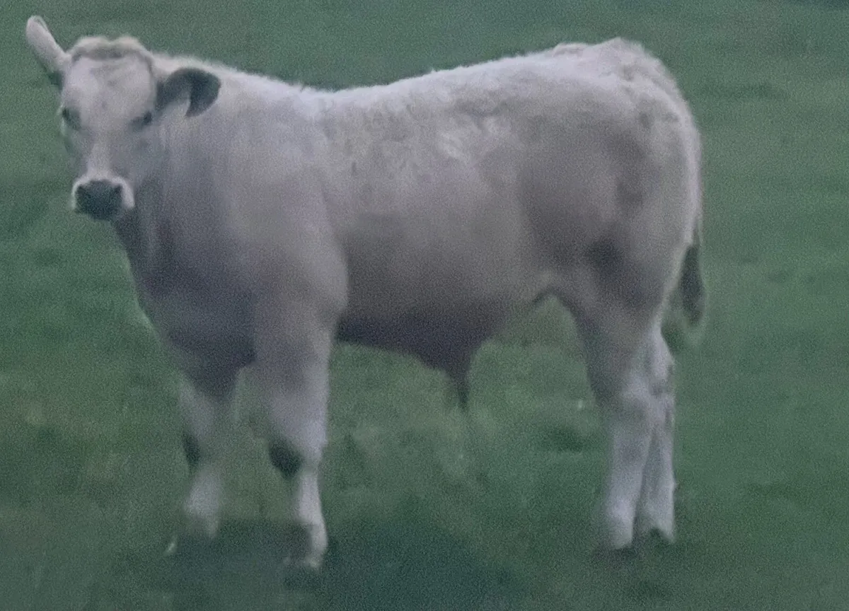 Organic Charolais weanlings Bullocks and Heifers - Image 1
