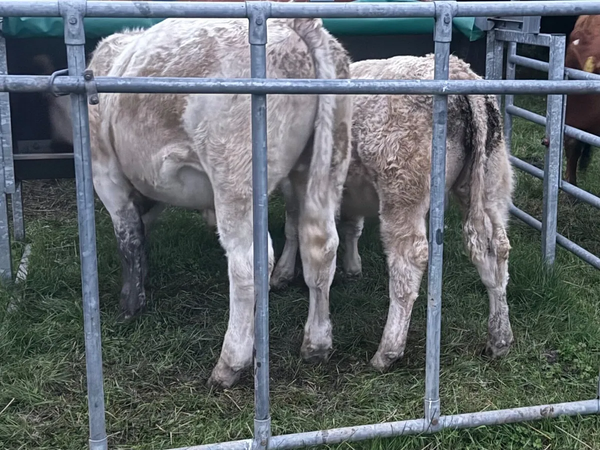 Organic Charolais weanlings Bullocks and Heifers - Image 2