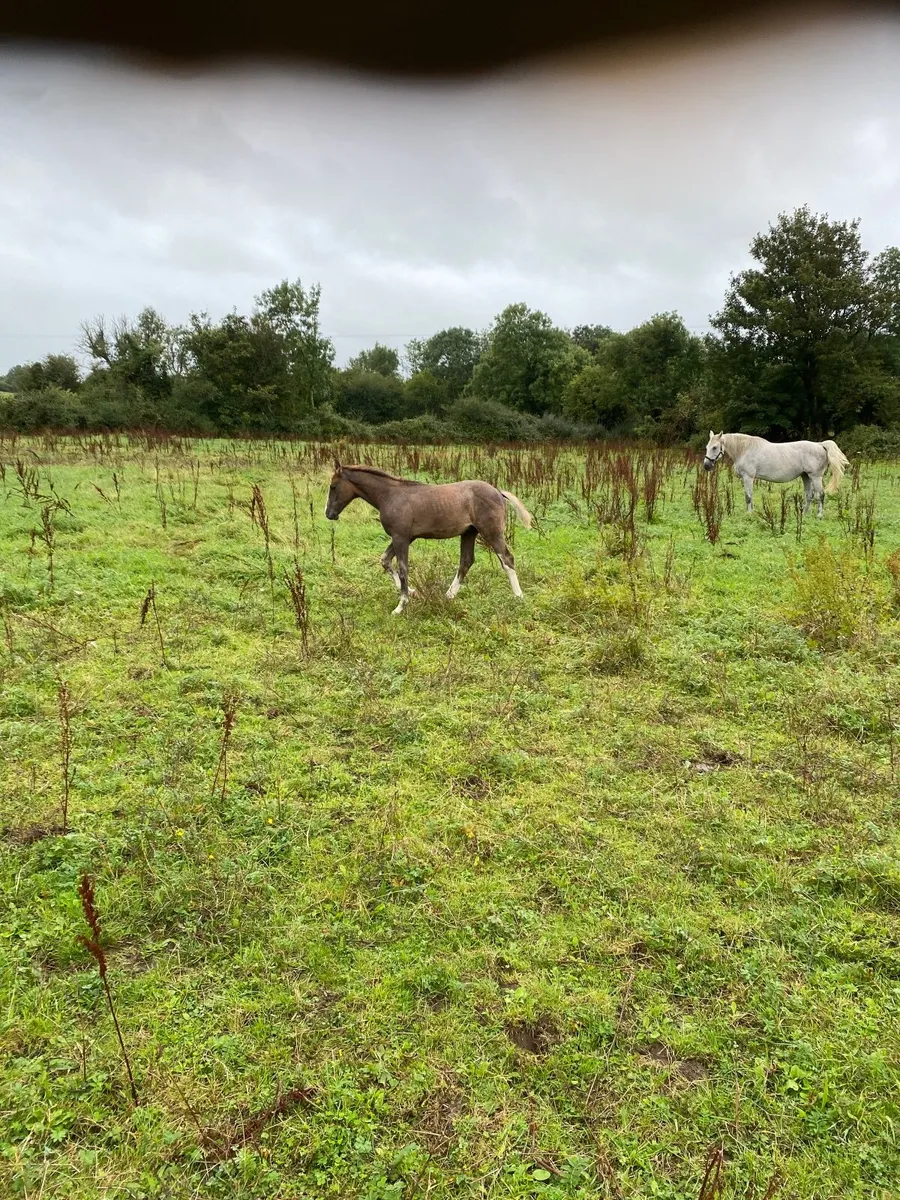 Colt foal by kafka - Image 1