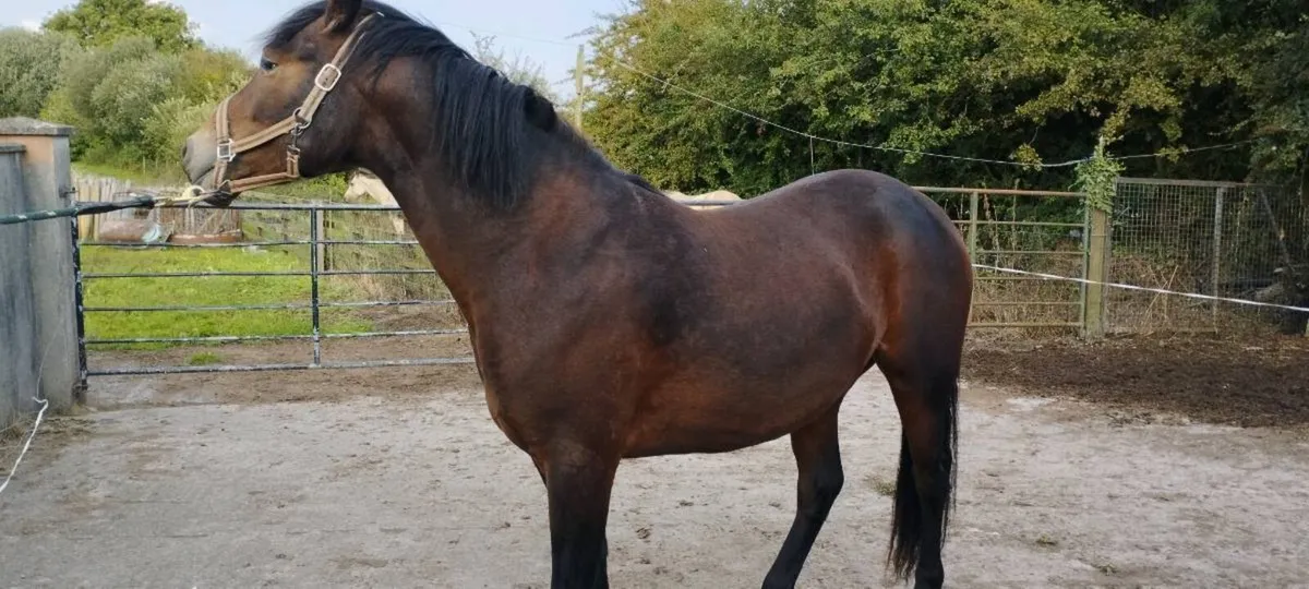 3 year old Connemara gilding - Image 2