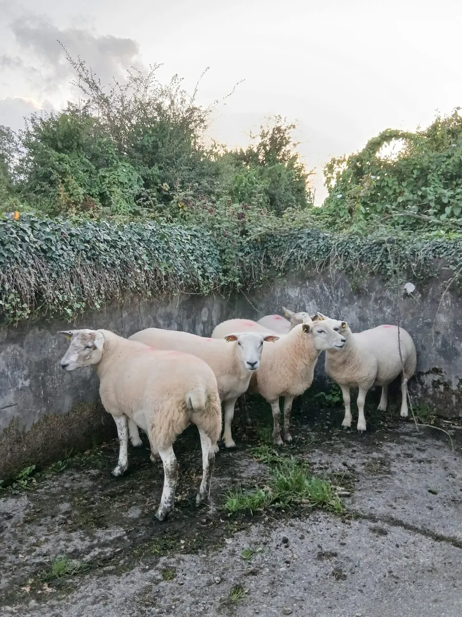 ⭐️5 Texel X Hoggets - Image 2