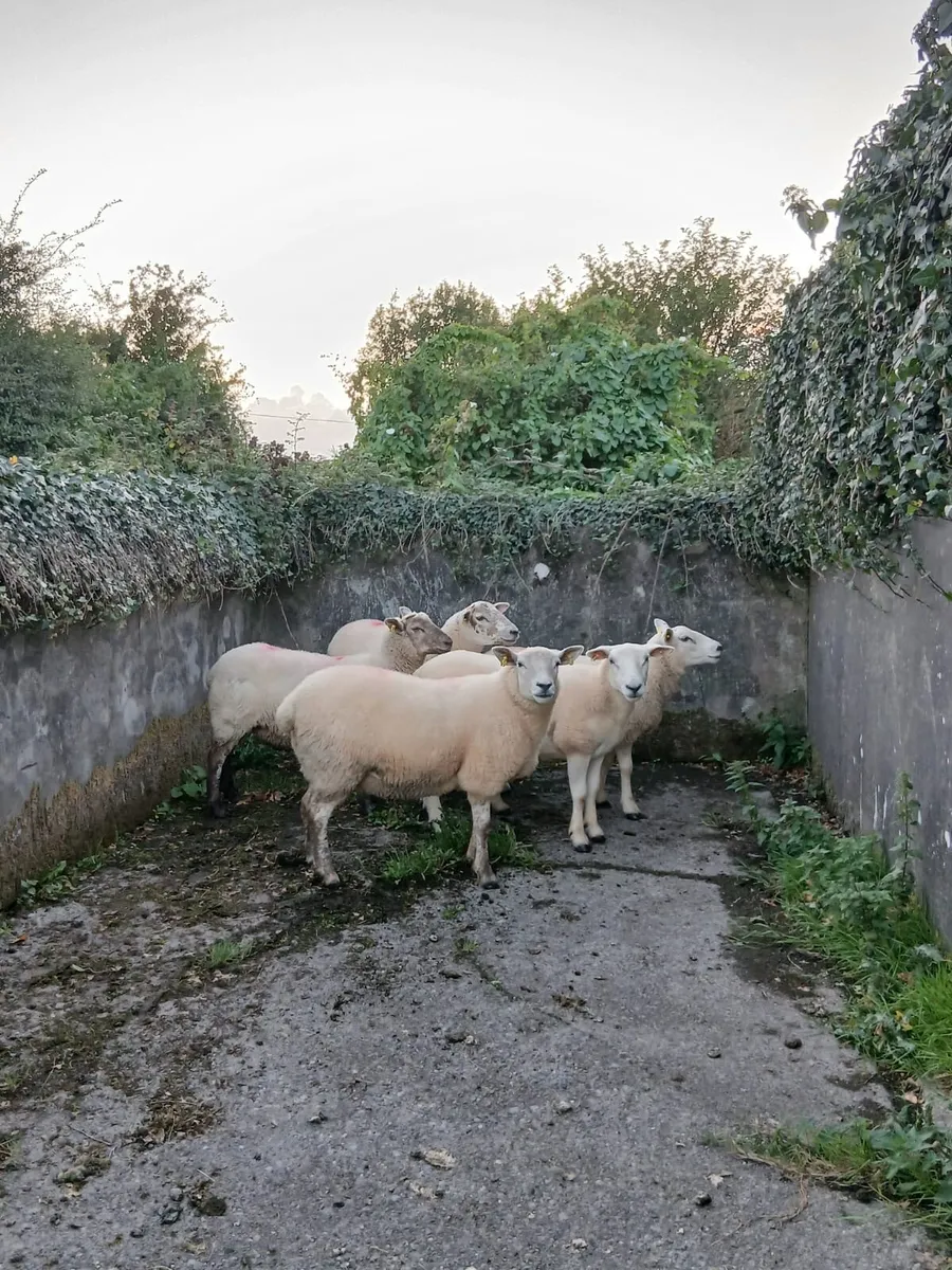 ⭐️5 Texel X Hoggets - Image 1