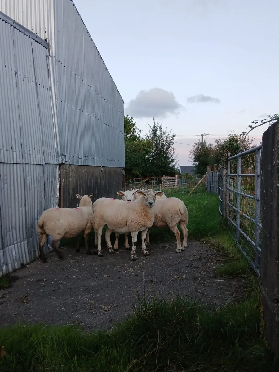 ⭐️5 Texel X Hoggets - Image 3
