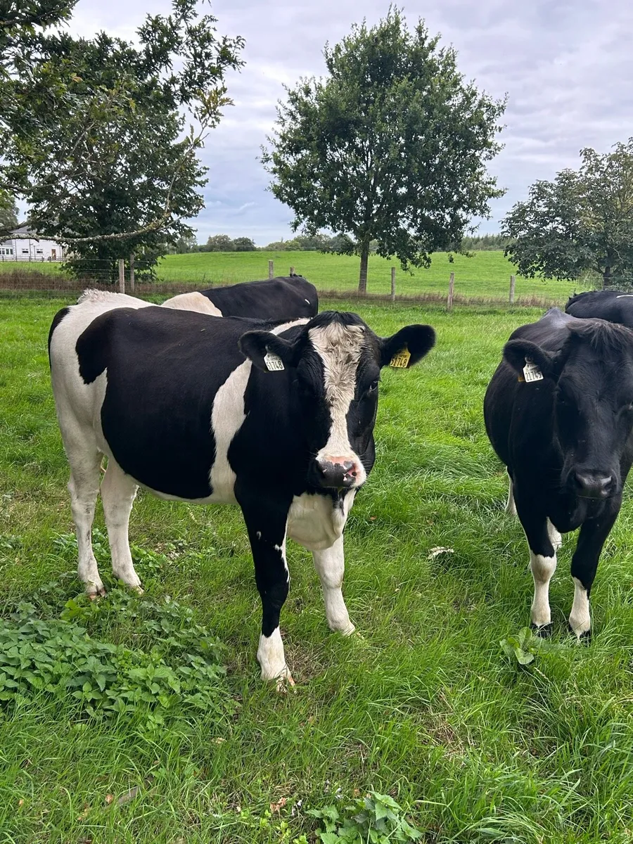 Incalf heifers - Image 1