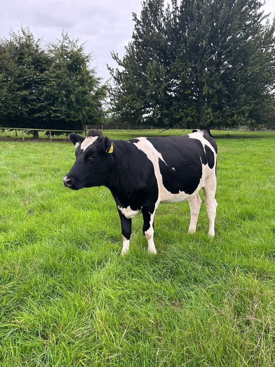 Incalf heifers - Image 2