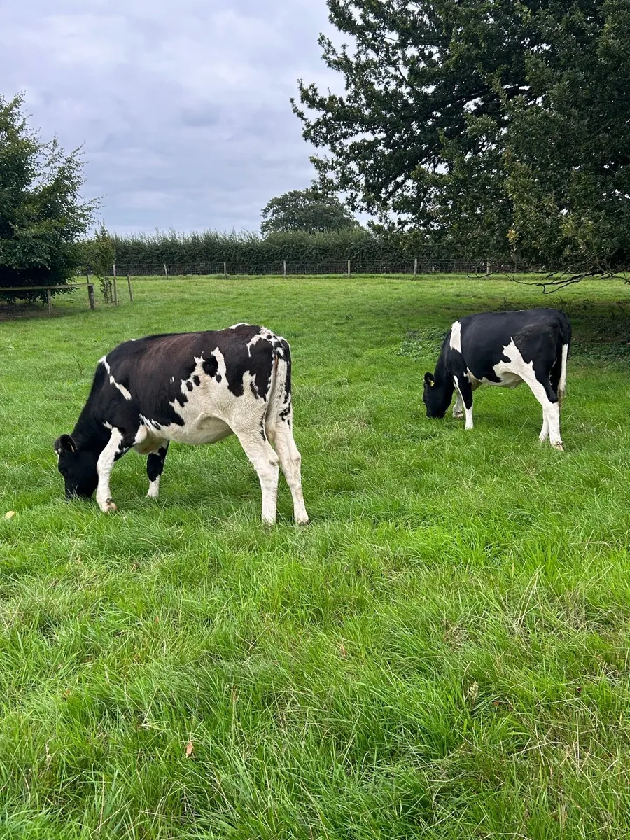 Incalf heifers - Image 3