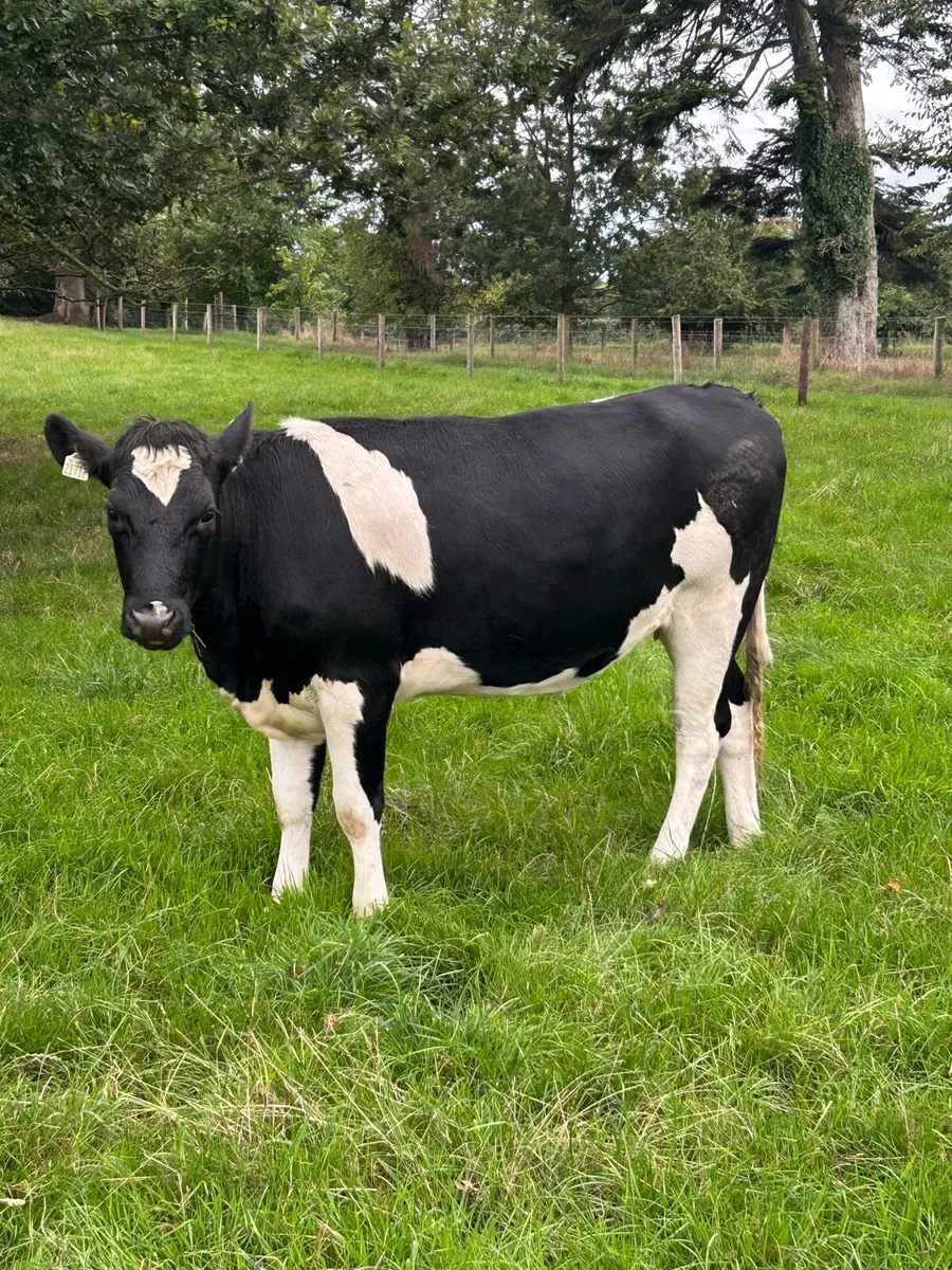 Incalf heifers - Image 4