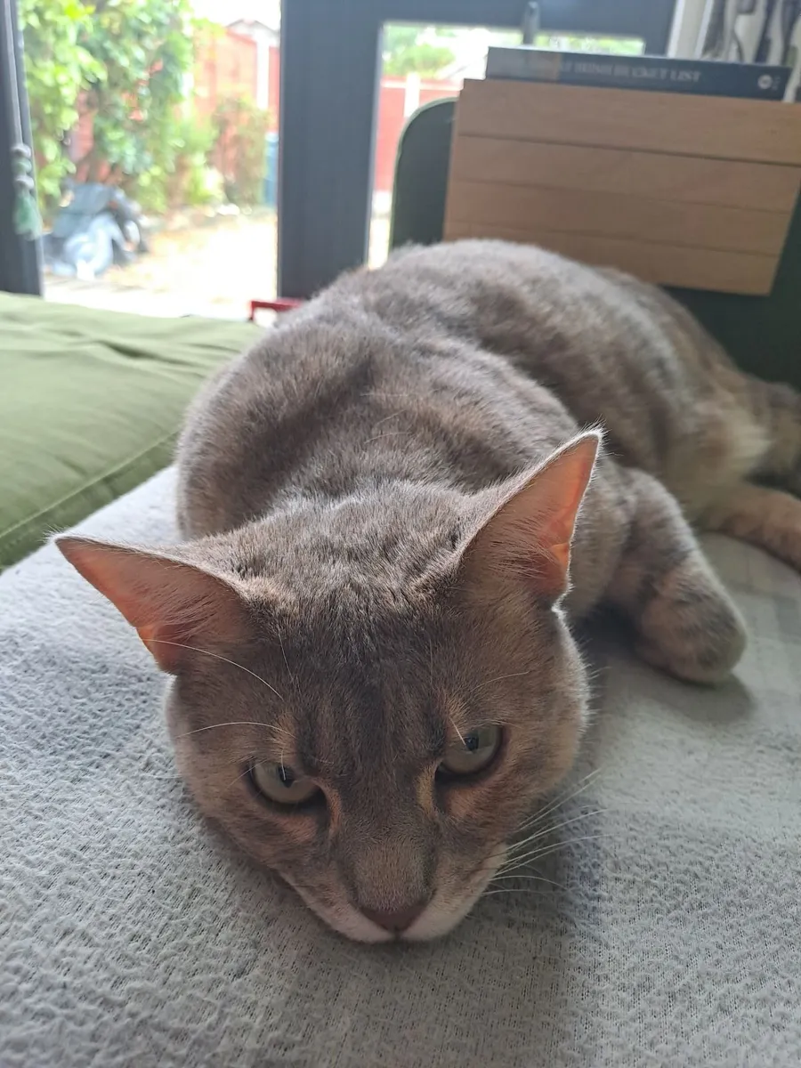 Cat - Image 2