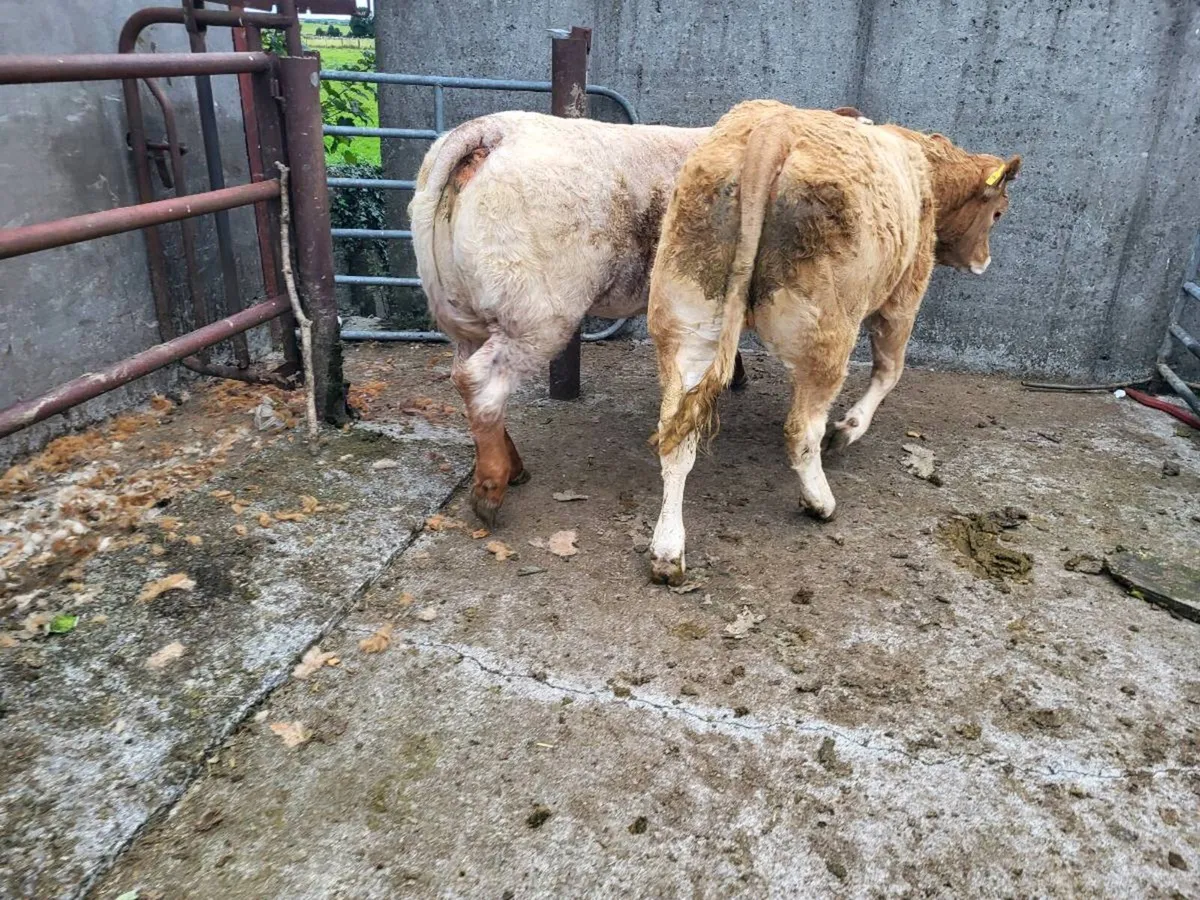 Cow makers - Image 1