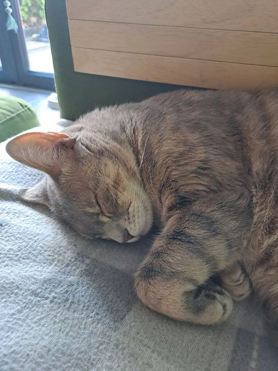Cat - Image 3
