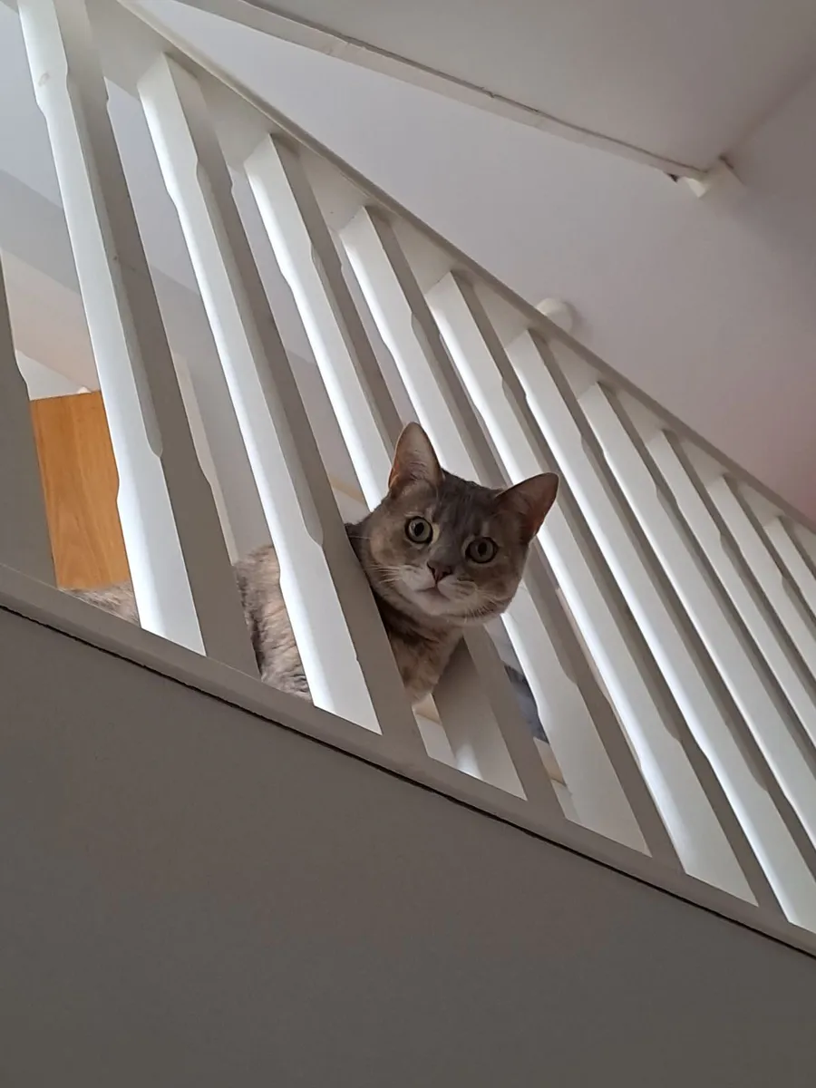 Cat - Image 4