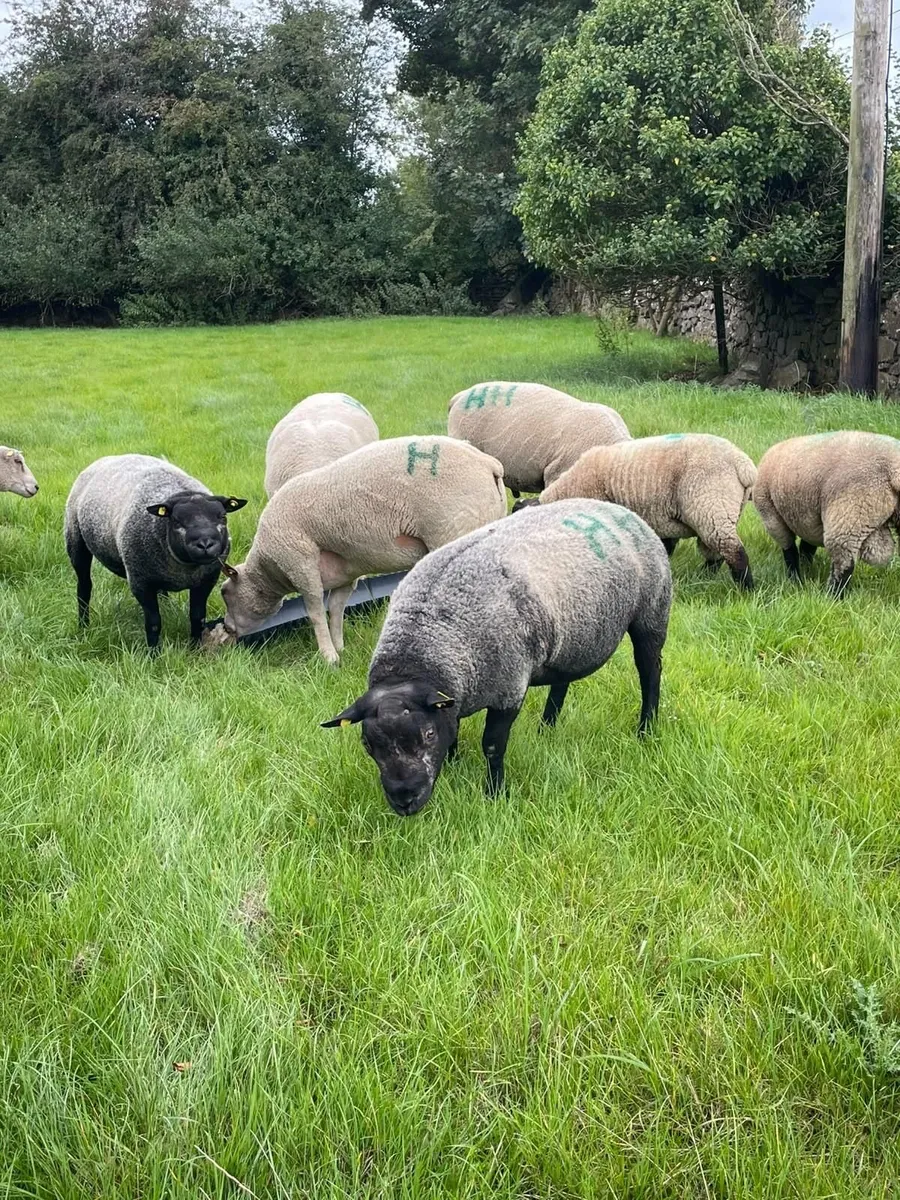 Selection of Rams for Sale (Charolais, Blue Texel - Image 1