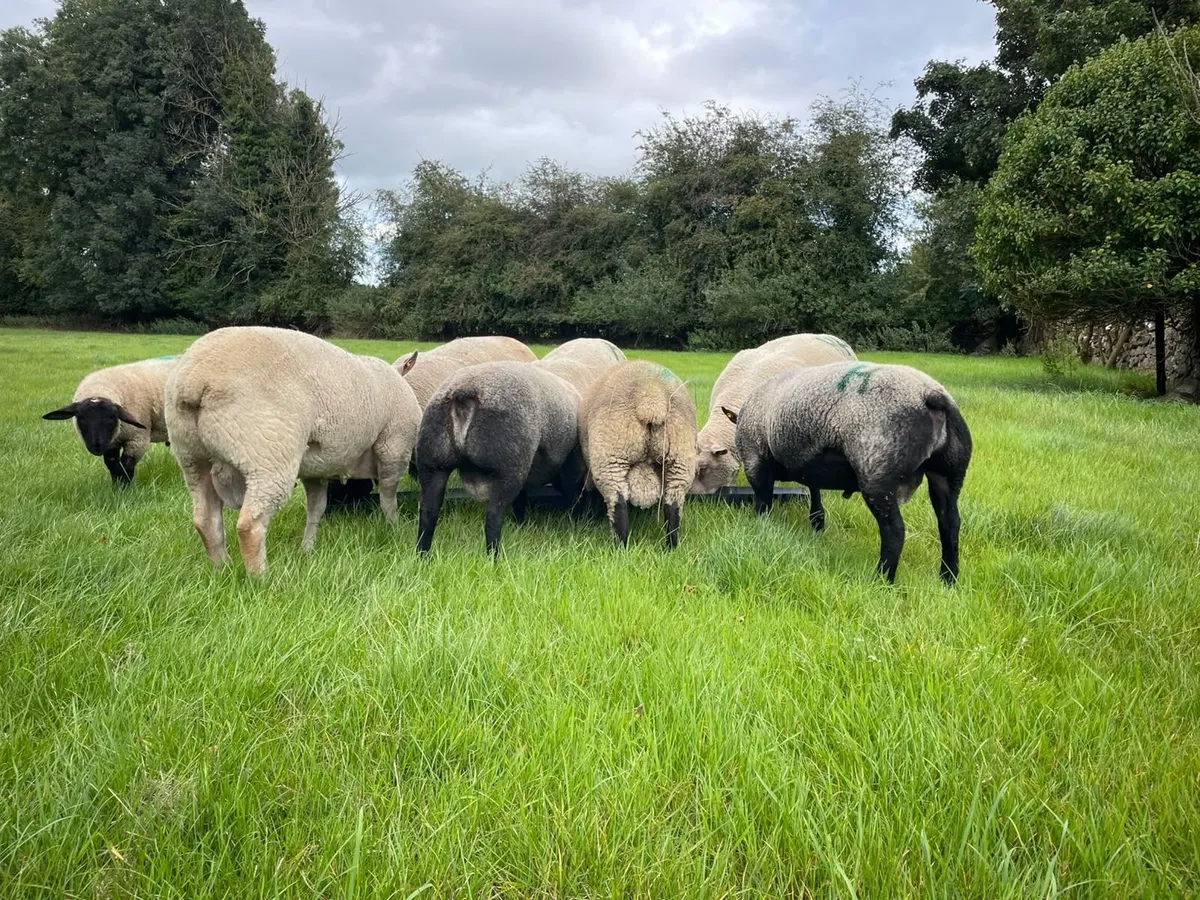 Selection of Rams for Sale (Charolais, Blue Texel - Image 2