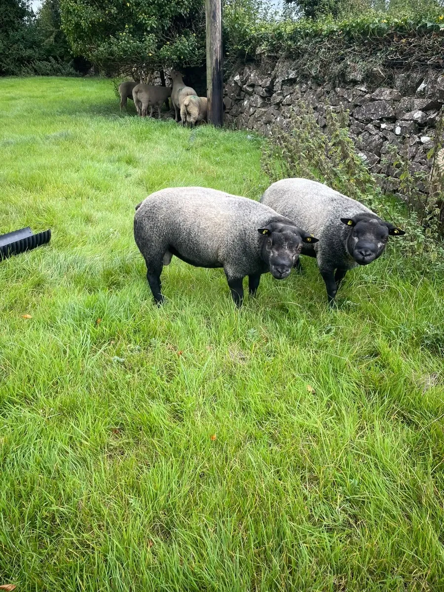 Selection of Rams for Sale (Charolais, Blue Texel - Image 3