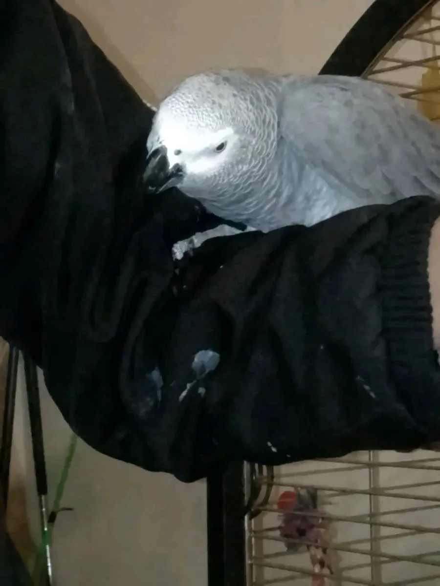 African grey parrot - Image 2