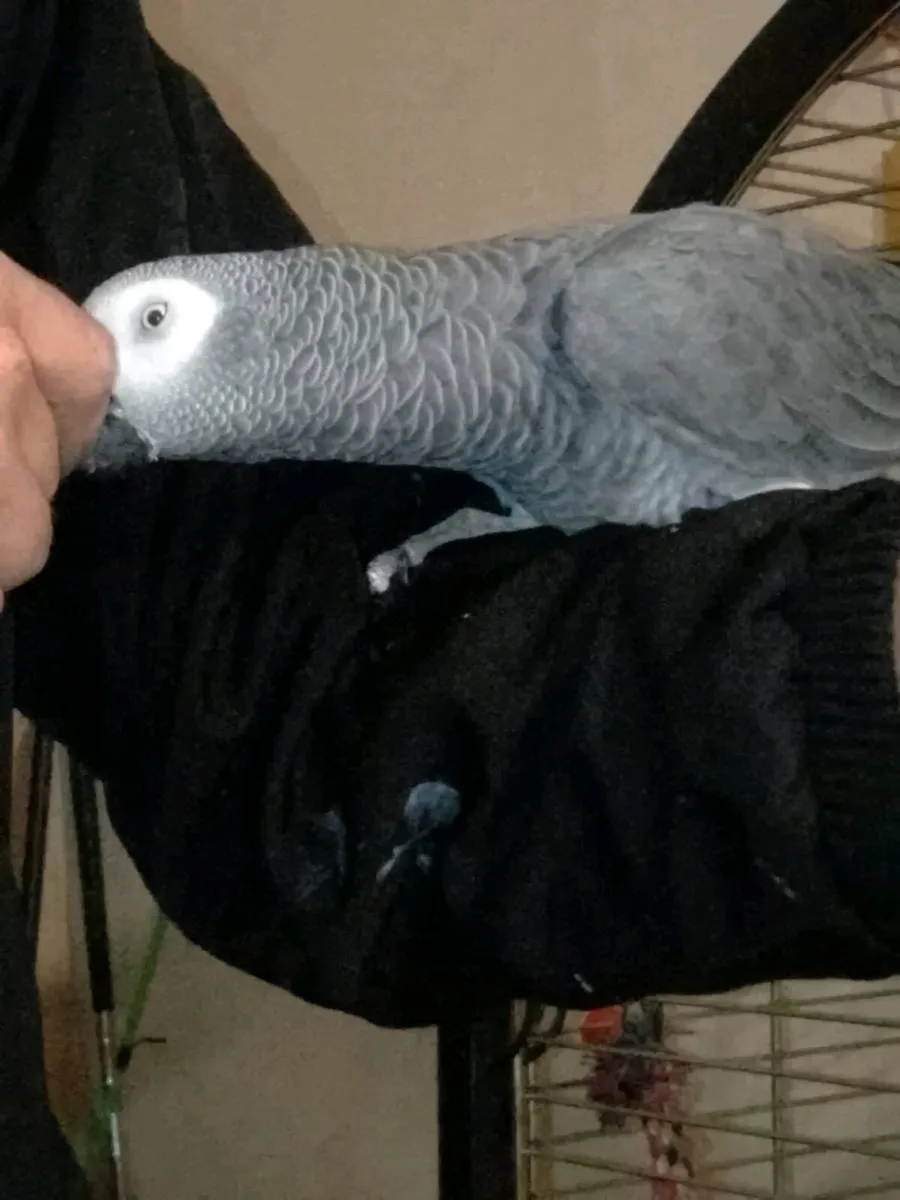 African grey parrot - Image 3