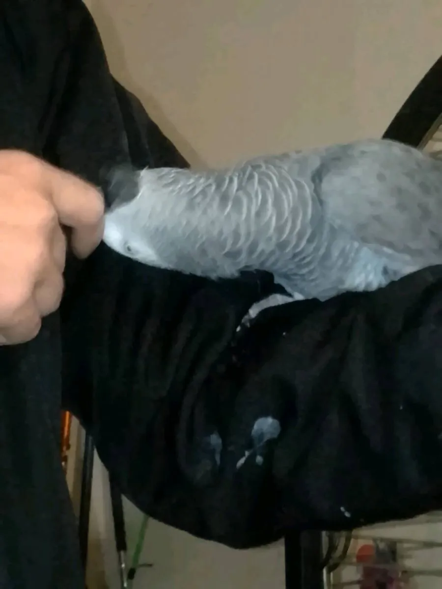 African grey parrot - Image 4