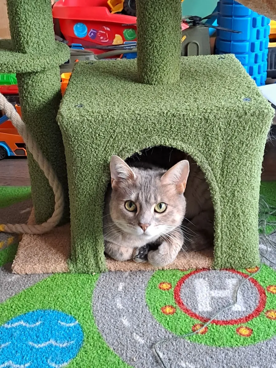 Cat - Image 1