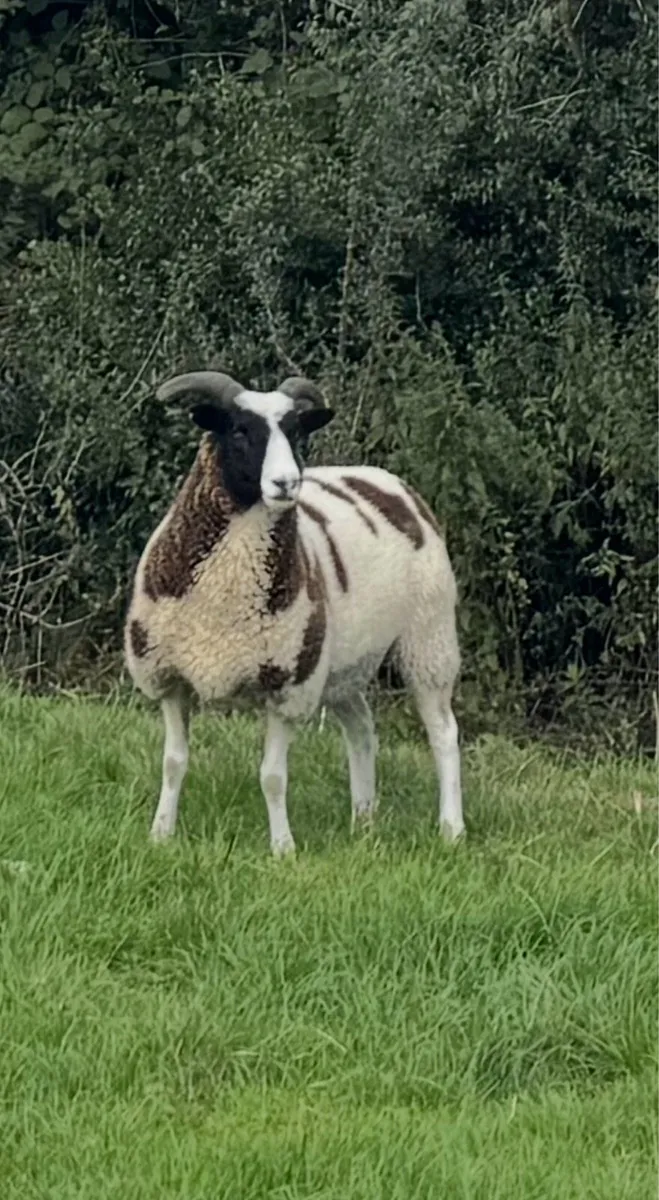 Jacob ewes, hoggots and ewe lambs - Image 2