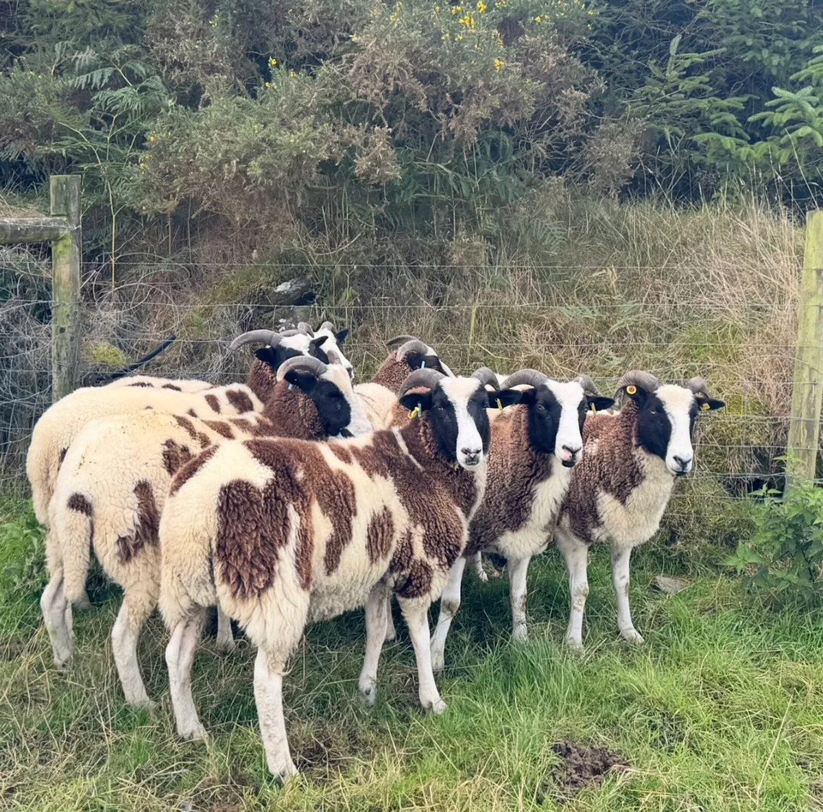 Jacob ewes, hoggots and ewe lambs - Image 3