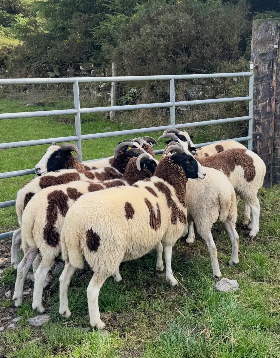 Jacob ewes, hoggots and ewe lambs - Image 1
