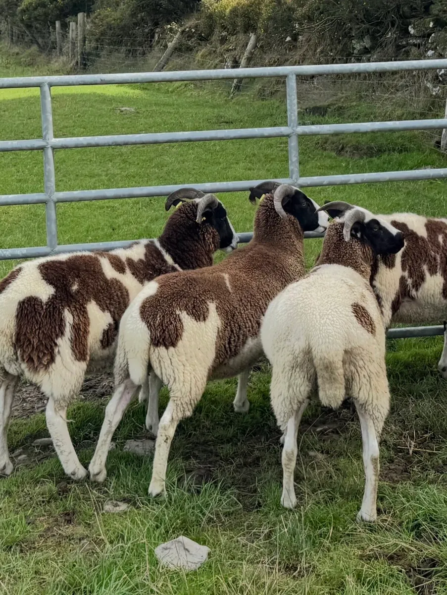 Jacob ewes, hoggots and ewe lambs - Image 4