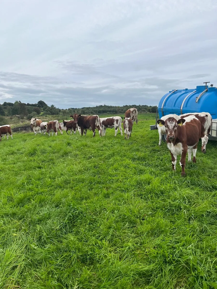 Irish Moiled Heifer Calves - Image 2
