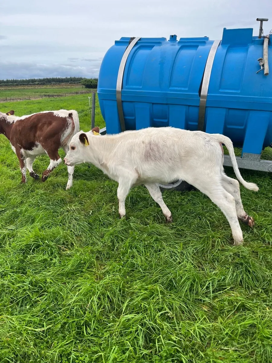 Irish Moiled Heifer Calves - Image 3